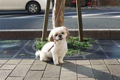 Portrait of dog sitting outdoors