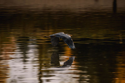 Close-up of bird flying over lake during sunset