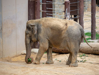 View of elephant in zoo