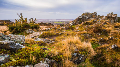 Plants growing on rocks against sky