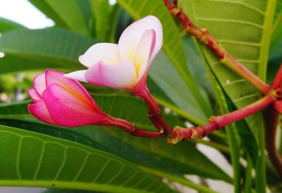 Close-up of pink flowering plant