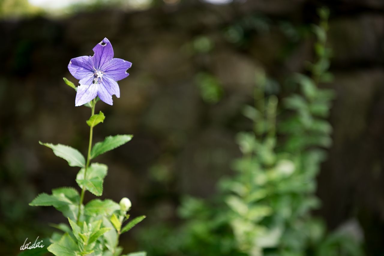 CLOSE-UP OF FLOWER BLOOMING