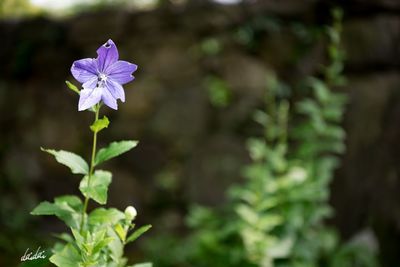 Close-up of flower blooming outdoors