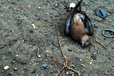 High angle view of dead bird on land