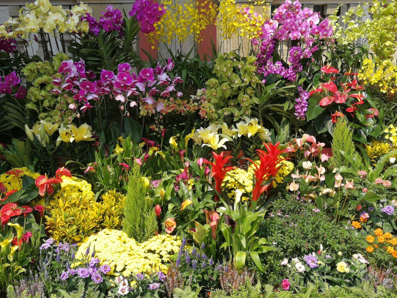 FLOWERS IN GARDEN