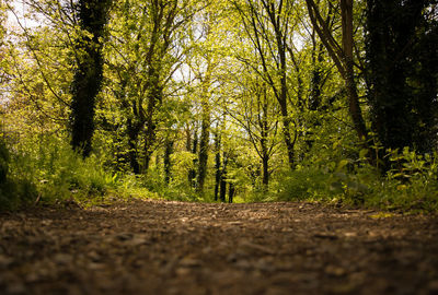 Empty road in forest