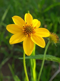 Close-up of yellow cosmos flower blooming outdoors