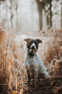 Mixed-breed dog sitting in field with sun behind him.