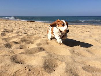 Dog running on sand at beach against sky