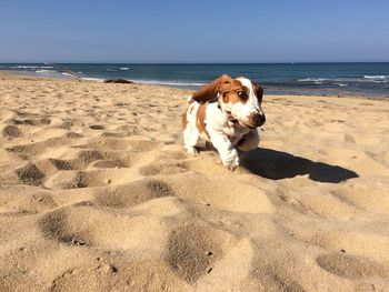 Dog on beach against sky