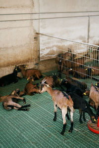 High angle view of goat in pen