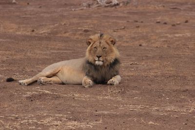 Lion on ground