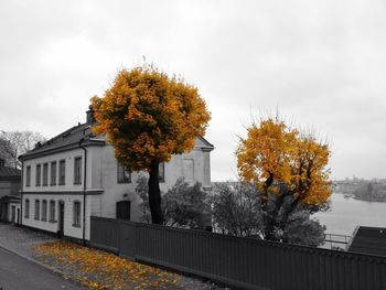 Trees in front of building