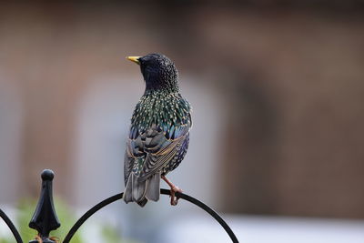 Close-up of bird perching on a branch