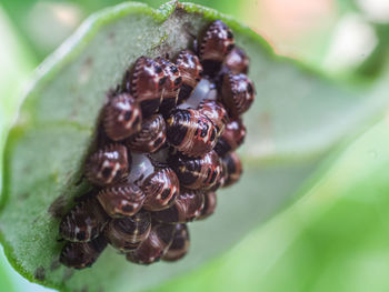 Close-up of insect