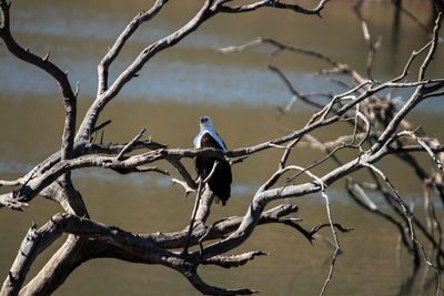 Low angle view of bird perching on bare tree