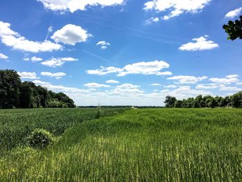 Scenic view of agricultural field against blue sky