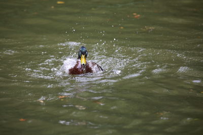 Ducks swimming in lake