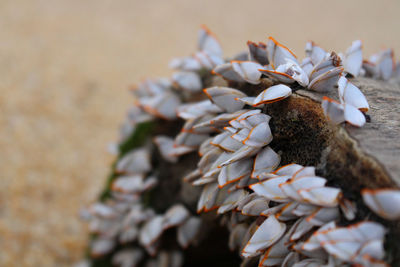 High angle view of flowering plant