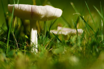 Close-up of mushrooms amidst grass