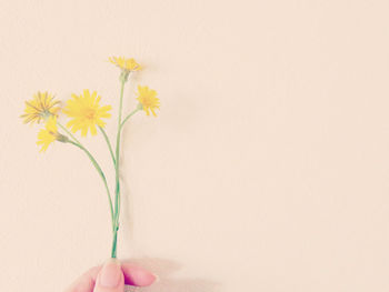 Close-up of hand holding yellow flowering plant