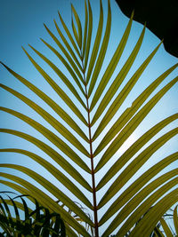 Low angle view of palm leaves