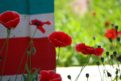 Close-up of red poppy flowers