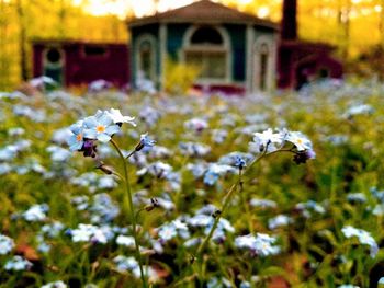 Close-up of white flowering plant on field