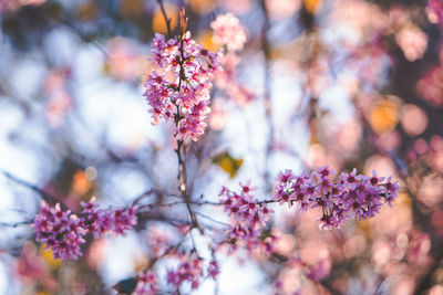 Close-up of cherry blossoms - sakura- during spring