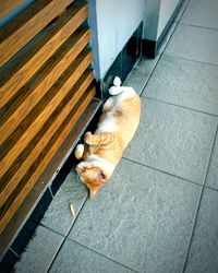 High angle view of dog on footpath