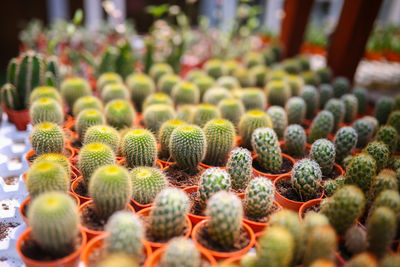 Close-up of succulent plant