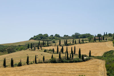 Scenic view of farm against clear sky