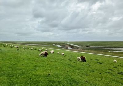 Sheep on a green dike at the north sea near husum
