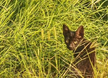 Portrait of a cat on grass field