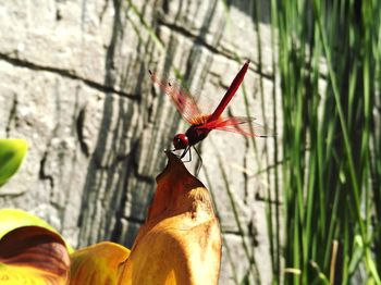 Close-up of insect on red outdoors