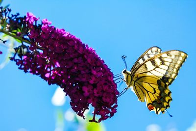 Close-up of butterfly on flowers