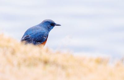 Close-up of bird perching against sky