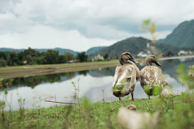 Birds on a lake