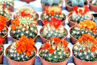 Close-up of colorful flowers for sale