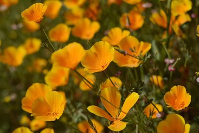 Close-up of yellow flowers blooming outdoors