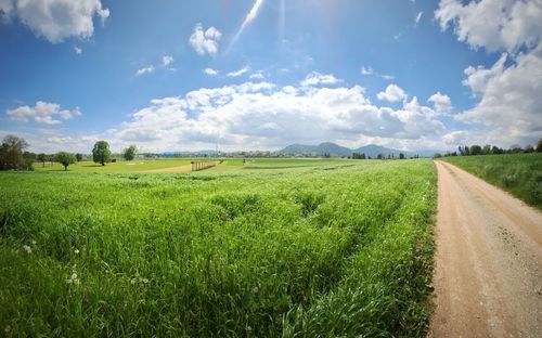 Scenic view of agricultural field against sky