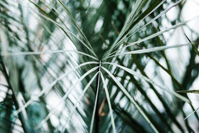 Close-up of palm tree