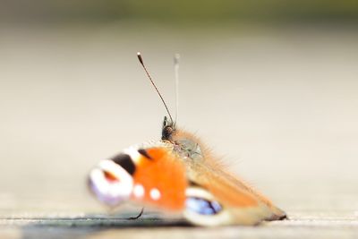 Close-up of butterfly