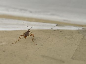 Close-up of insect on wall