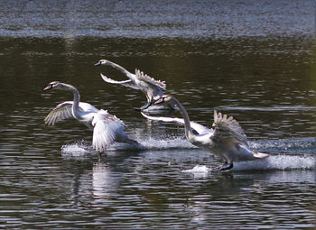 Swans landing in lake