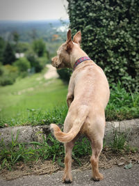 Dog standing on field