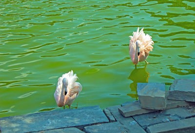 High angle view of duck swimming in lake