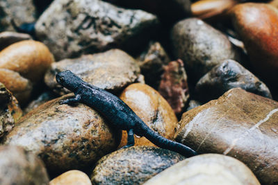 Close-up side view of a lizard