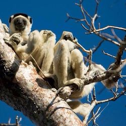 Low angle view of bird against blue sky
