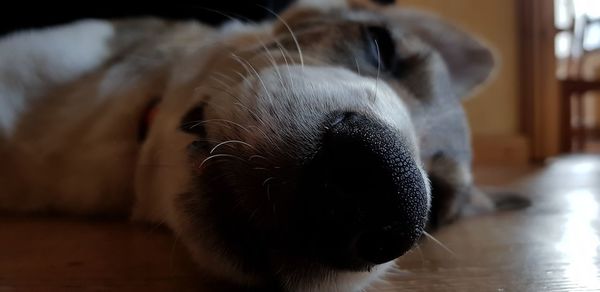 Close-up of dog sleeping on floor at home